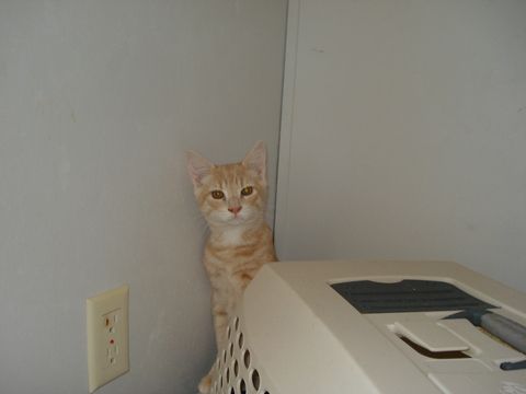 Spark, an adoptable Tabby, Domestic Short Hair in Leitchfield, KY, 42754 | Photo Image 2