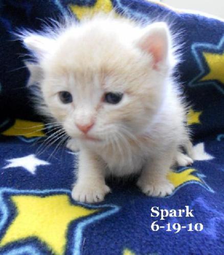 Spark, an adoptable Tabby, Domestic Short Hair in Leitchfield, KY, 42754 | Photo Image 3