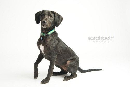 Samara, an adopted Labrador Retriever & Hound Mix in Minneapolis, MN_image-1