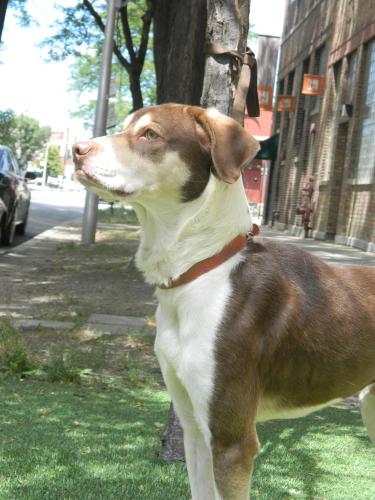 Trevor, an adopted Hound & Husky Mix in Chicago, IL_image-3