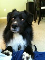 Jack, an adopted Border Collie in South Plainfield, NJ_image-2