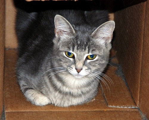 Koo, an adoptable Tabby, Domestic Short Hair in Leitchfield, KY, 42754 | Photo Image 1