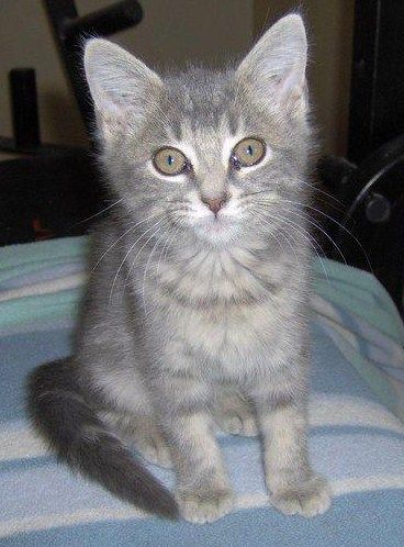 Koo, an adoptable Tabby, Domestic Short Hair in Leitchfield, KY, 42754 | Photo Image 2