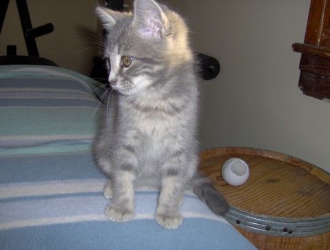 Koo, an adoptable Tabby, Domestic Short Hair in Leitchfield, KY, 42754 | Photo Image 3