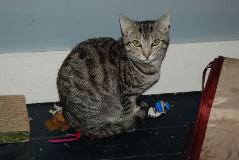 Bimini, an adoptable Tabby, Domestic Short Hair in Leitchfield, KY, 42754 | Photo Image 1