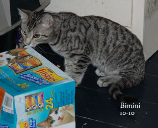 Bimini, an adoptable Tabby, Domestic Short Hair in Leitchfield, KY, 42754 | Photo Image 2