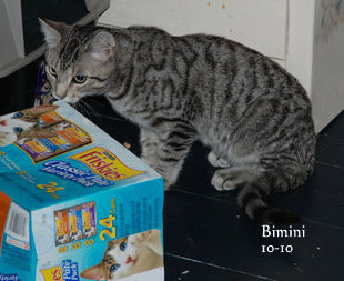 Bimini, an adoptable Tabby & Domestic Short Hair Mix in Leitchfield, KY_image-2