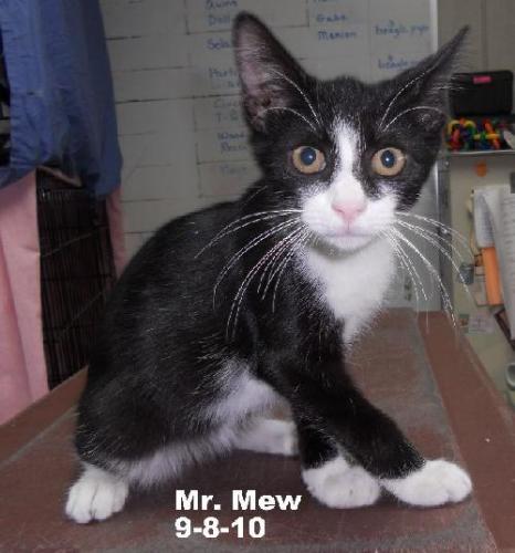 Mr. Mew, an adoptable Domestic Short Hair in Leitchfield, KY, 42754 | Photo Image 1
