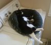 Mr. Mew photo 2