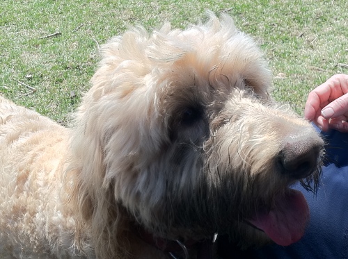 NJ - Billie, an adopted Golden Retriever & Poodle Mix in Bordentown, NJ_image-2