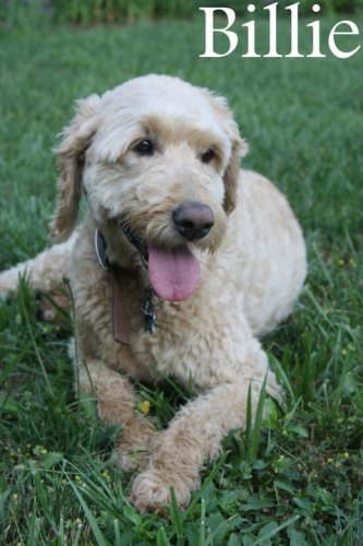 NJ - Billie, an adopted Golden Retriever & Poodle Mix in Bordentown, NJ_image-1