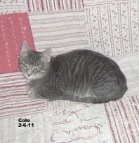 Cole, an adoptable Tabby, Domestic Short Hair in Leitchfield, KY, 42754 | Photo Image 1