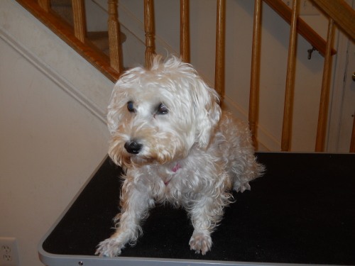 NJ - Millie, an adopted Bichon Frise & Poodle Mix in Jackson, NJ_image-2