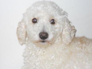 NJ - Andy Poodle