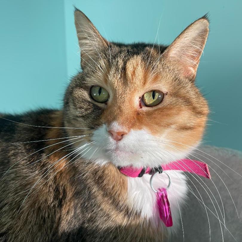 Janine, an adoptable Domestic Short Hair, Tabby in East Northport, NY, 11731 | Photo Image 1
