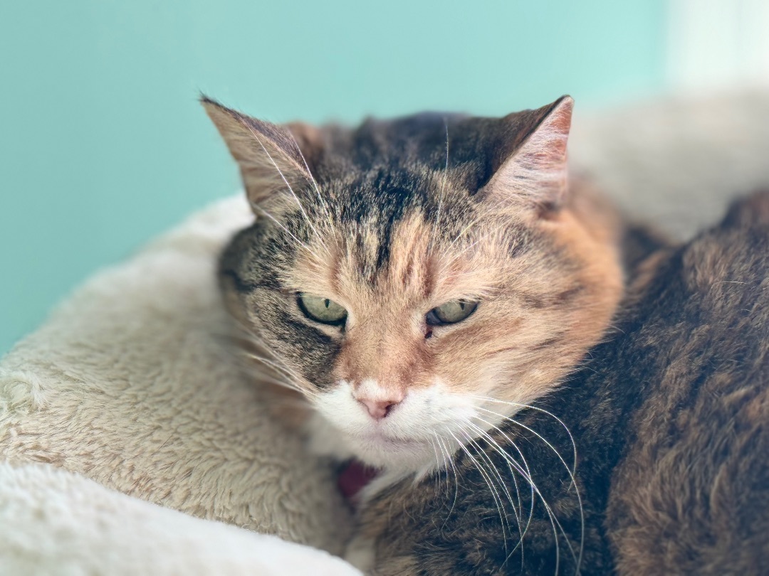 Janine, an adoptable Domestic Short Hair, Tabby in East Northport, NY, 11731 | Photo Image 3