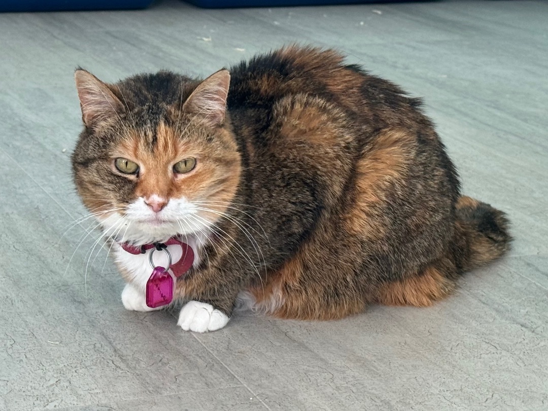 Janine, an adoptable Domestic Short Hair, Tabby in East Northport, NY, 11731 | Photo Image 4