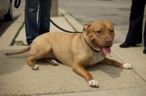 Lola, an adopted Pit Bull Terrier in Niles, IL_image-3