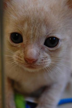 orange/cream kittens