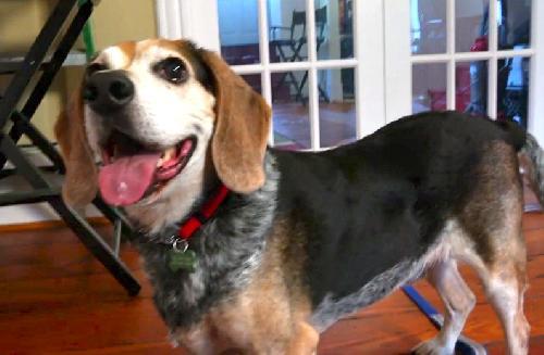 Arnold, an adopted Beagle Mix in Washington, DC_image-2