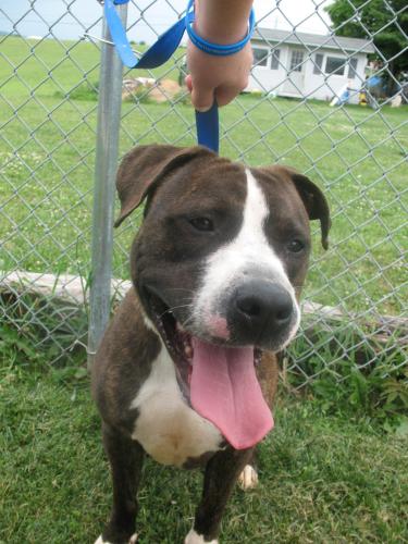 Zeus, an adopted American Bulldog Mix in Chambersburg, PA_image-1