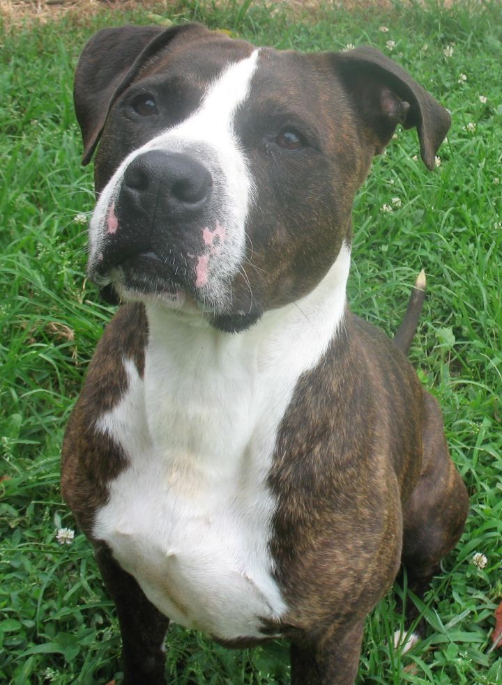 Zeus, an adopted American Bulldog Mix in Chambersburg, PA_image-3
