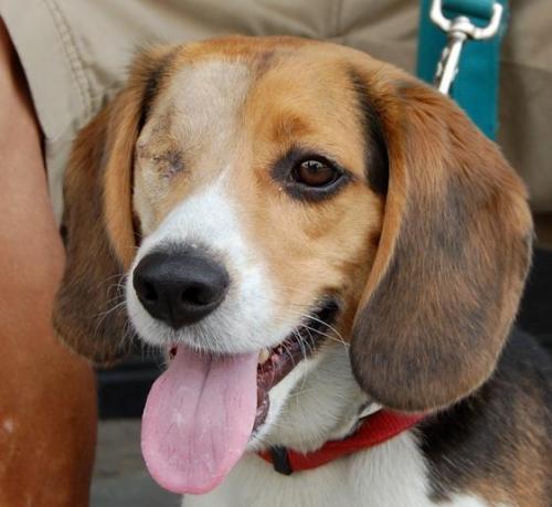 Boyd, an adopted Beagle in Brooklyn, NY_image-1