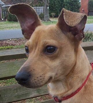 Dog For Adoption Buster A Dachshund Rat Terrier Mix In Charlotte Nc Petfinder