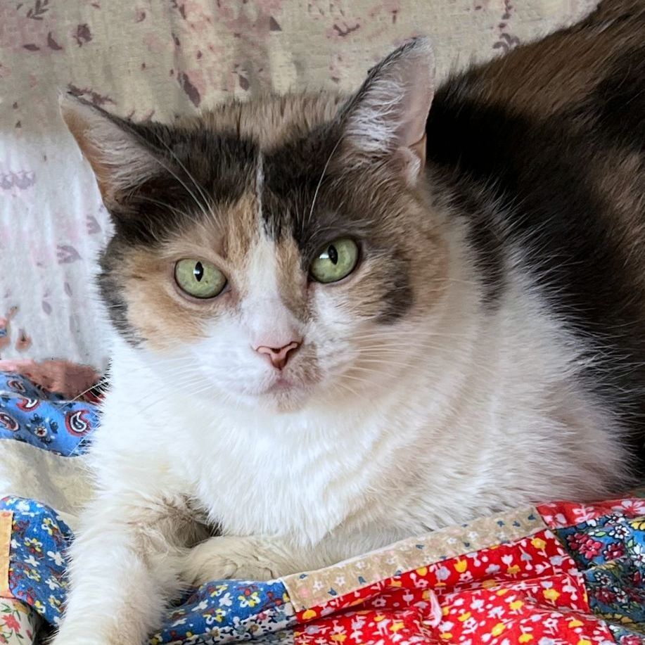 Callie, an adoptable Dilute Calico in St. Louis, MO, 63110 | Photo Image 1