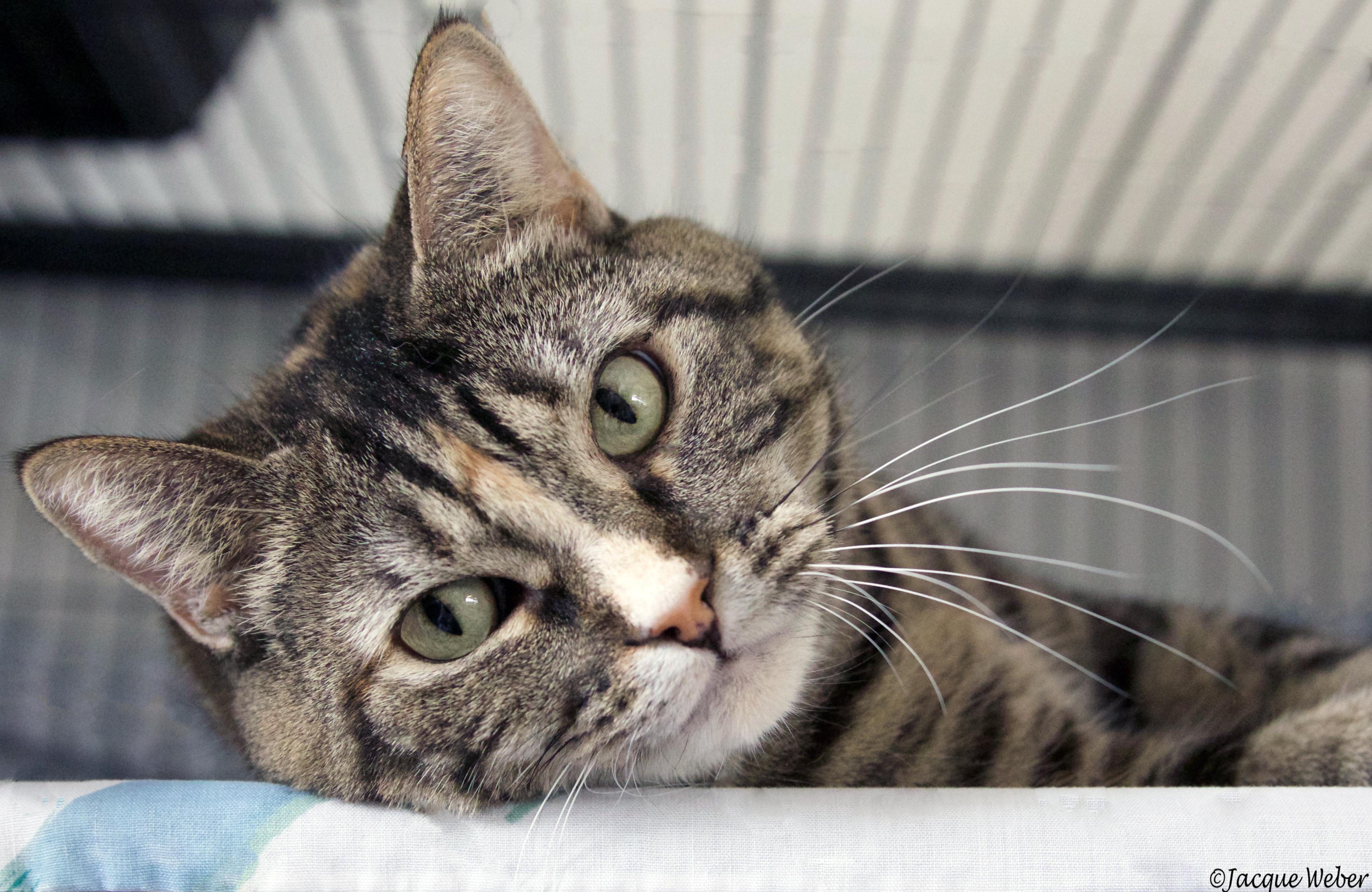 Emma, an adoptable Domestic Short Hair in St. Louis, MO, 63110 | Photo Image 1