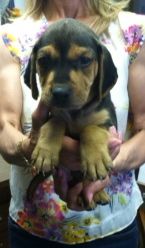 Shar Pei /Beagle Puppies!!!! 1