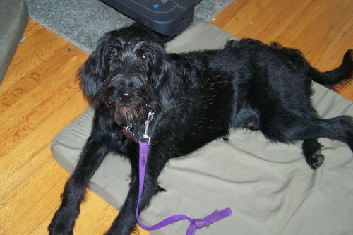 RI - Zoe, an adopted Labrador Retriever & Poodle Mix in Jackson, NJ_image-3