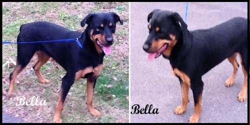 Bella, an adopted Rottweiler in Darlington, MD_image-1