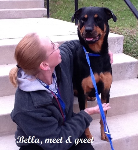 Bella, an adopted Rottweiler in Darlington, MD_image-3
