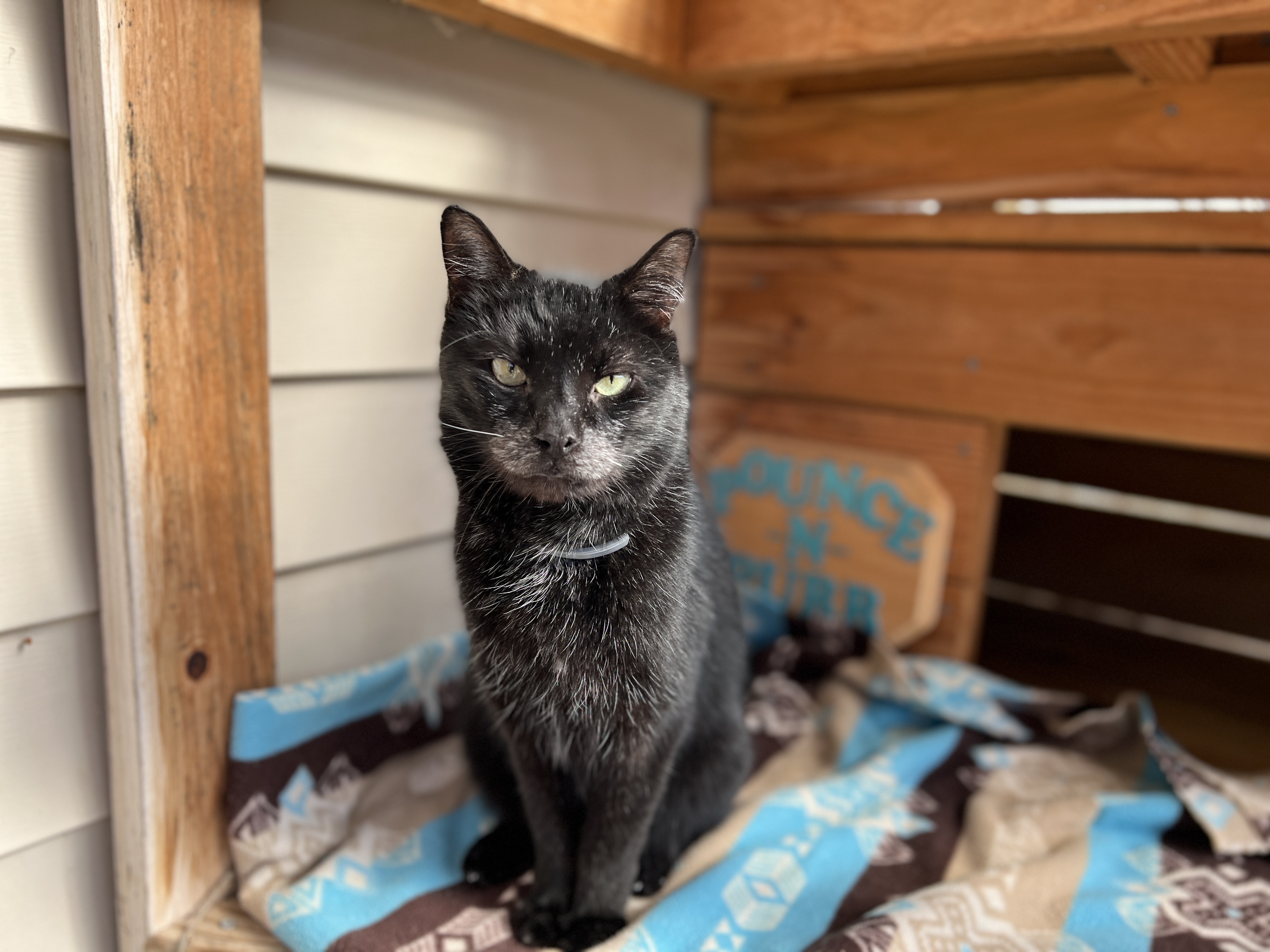 Triscuit, an adoptable Domestic Short Hair in Palmyra, VA, 22963 | Photo Image 1
