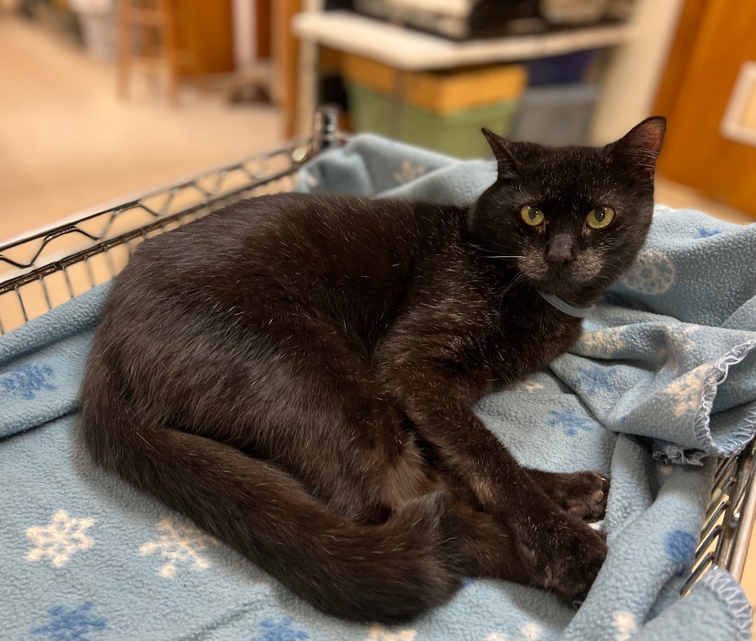 Triscuit, an adoptable Domestic Short Hair in Palmyra, VA, 22963 | Photo Image 6