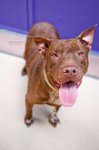 Daisy, an adopted Pit Bull Terrier & Pointer Mix in Houston, TX_image-1