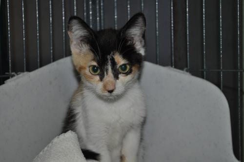 Sassy Kitten, an adopted Calico in Fairfax Station, VA_image-2