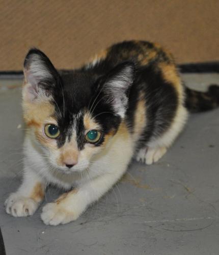 Sassy Kitten, an adopted Calico in Fairfax Station, VA_image-3