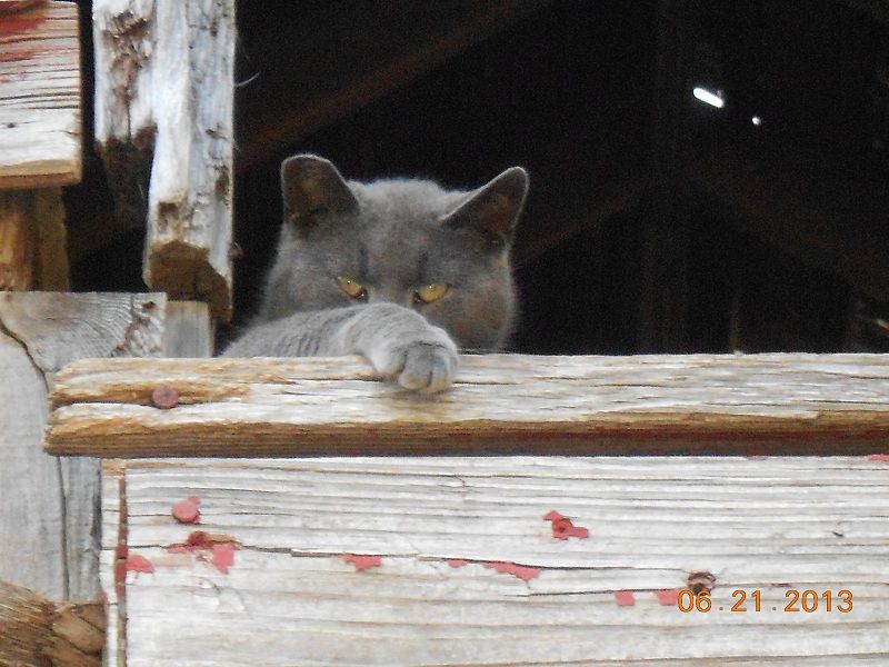 Barn Cats, an adoptable Domestic Short Hair, Tabby in Raritan, NJ, 08869 | Photo Image 2