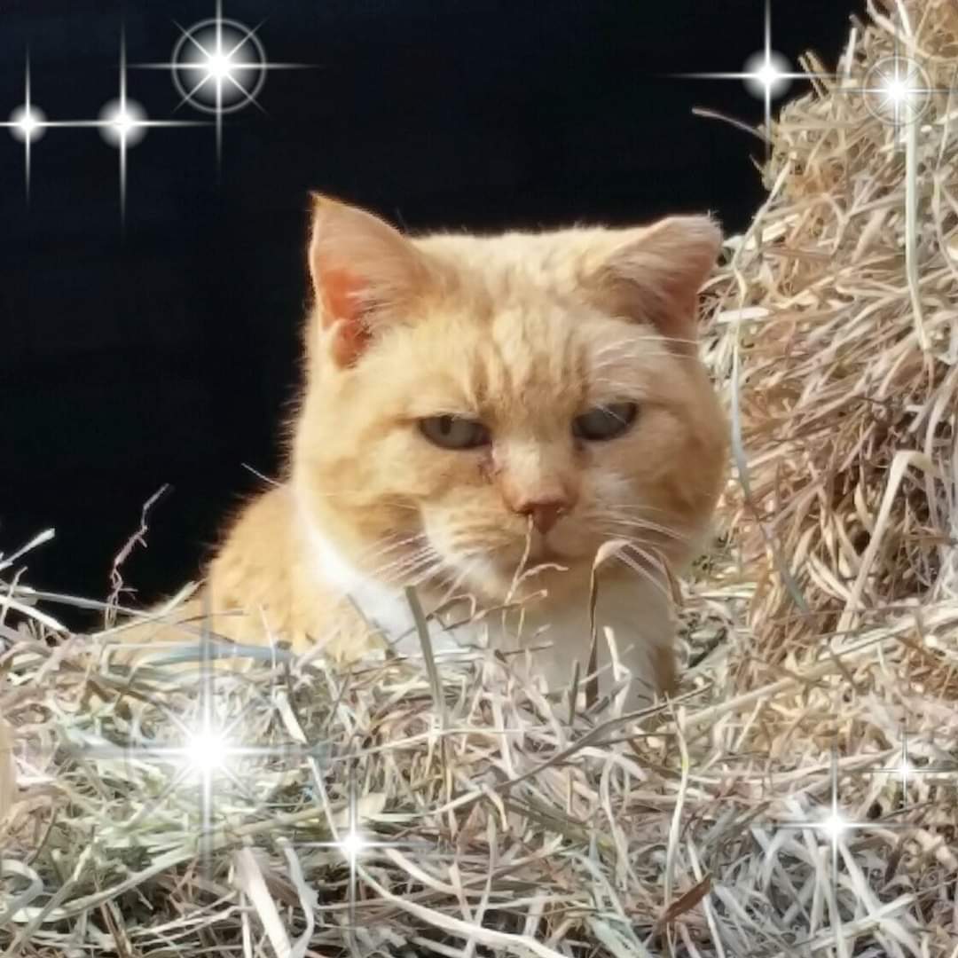 Barn Cats, an adoptable Domestic Short Hair, Tabby in Raritan, NJ, 08869 | Photo Image 1