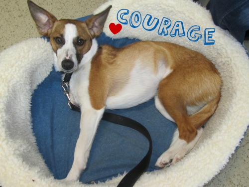 Courage detail page