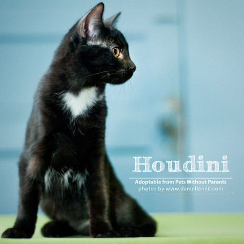 Houdini detail page