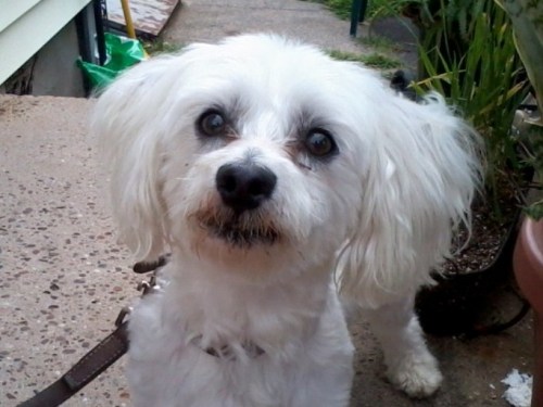 Tippy, an adopted Maltese in Wallingford, CT_image-1