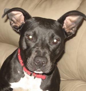 Diamond, an adoptable Pit Bull Terrier in Leonardtown, MD, 20650 | Photo Image 1
