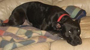 Diamond, an adoptable Pit Bull Terrier in Leonardtown, MD, 20650 | Photo Image 2