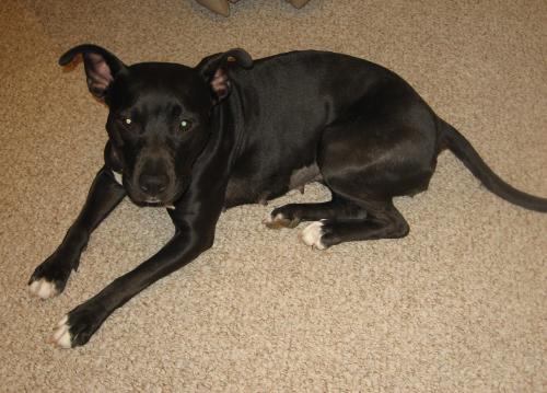 Diamond, an adoptable Pit Bull Terrier in Leonardtown, MD, 20650 | Photo Image 3