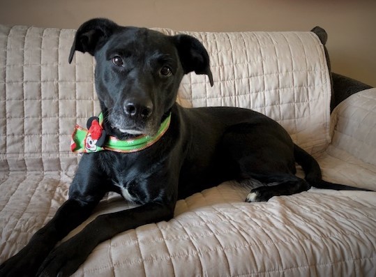 Micki -good girl!, an adoptable Black Labrador Retriever, American Staffordshire Terrier in Shell Lake, WI, 54871 | Photo Image 2