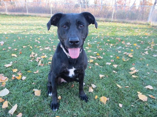 Micki -good girl!, an adoptable Black Labrador Retriever, American Staffordshire Terrier in Shell Lake, WI, 54871 | Photo Image 3