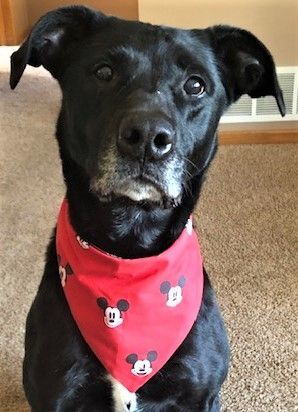 Micki -good girl!, an adoptable Black Labrador Retriever, American Staffordshire Terrier in Shell Lake, WI, 54871 | Photo Image 1